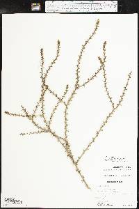 Salsola tragus image