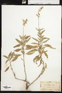 Salvia farinacea image