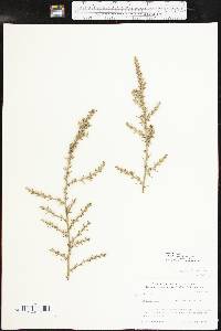 Salsola tragus image