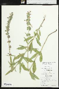 Salvia azurea var. grandiflora image