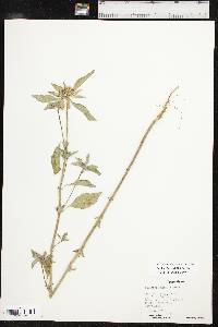 Euphorbia davidii image