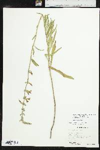 Salvia azurea var. grandiflora image