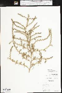 Salsola tragus image