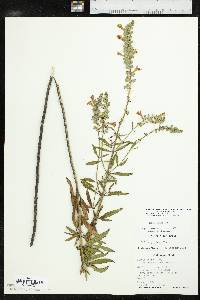 Salvia azurea var. grandiflora image