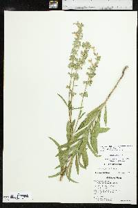 Salvia azurea image