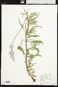 Salvia farinacea image