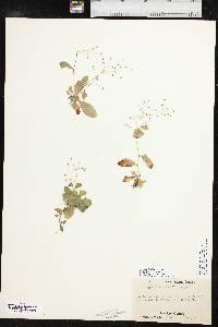 Samolus parviflorus image