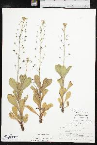 Samolus ebracteatus image