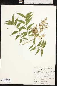 Sapindus saponaria image