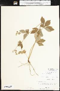 Sanicula canadensis var. canadensis image