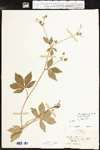 Sanicula canadensis var. canadensis image