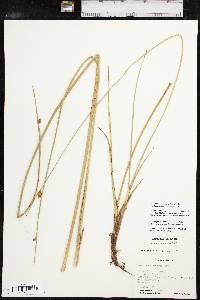 Schoenoplectus pungens var. longispicatus image