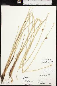 Schoenoplectus pungens var. longispicatus image