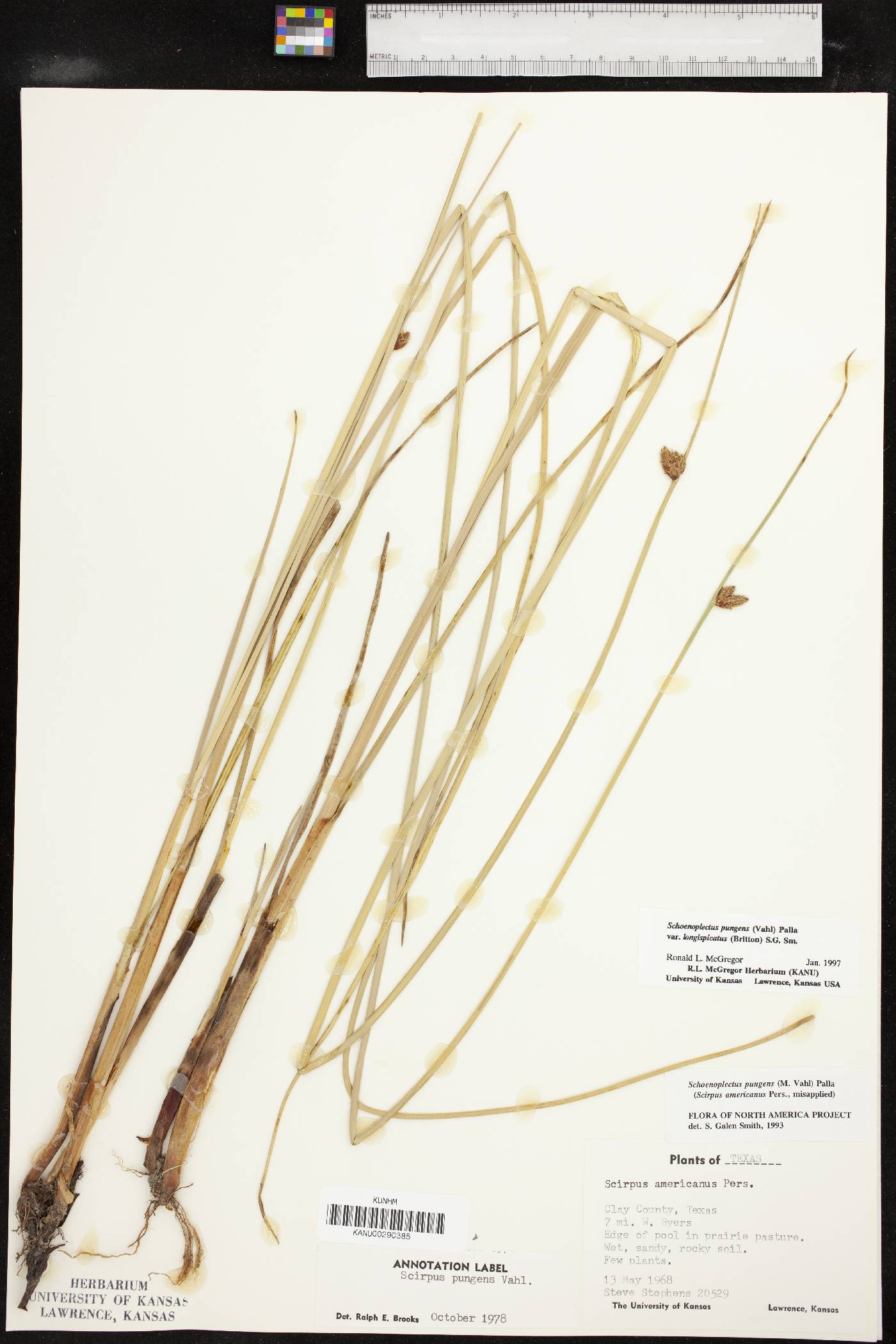 Schoenoplectus pungens var. longispicatus image