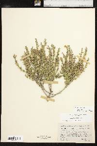 Scutellaria resinosa image