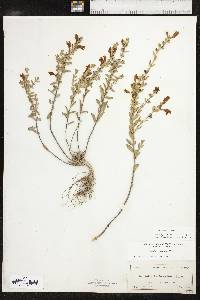 Scutellaria resinosa image