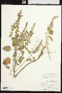 Scutellaria ovata image