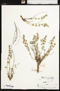 Scutellaria resinosa image