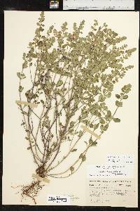 Scutellaria drummondii image