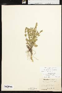 Scutellaria parvula var. australis image