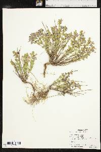 Scutellaria resinosa image