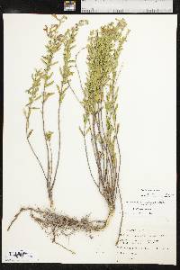 Scutellaria resinosa image