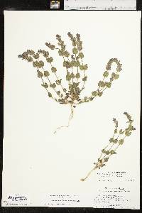 Scutellaria parvula var. australis image