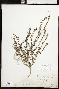 Scutellaria resinosa image