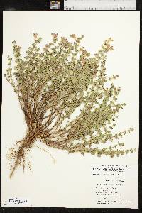 Scutellaria resinosa image