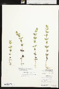 Scutellaria parvula image