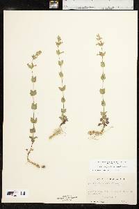 Scutellaria parvula var. australis image