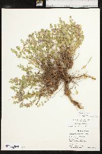 Scutellaria resinosa image