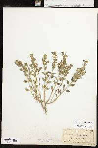 Scutellaria drummondii var. edwardsiana image