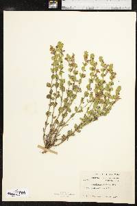 Scutellaria resinosa image