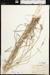 Scleria ciliata var. ciliata image