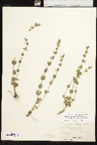 Scutellaria parvula image