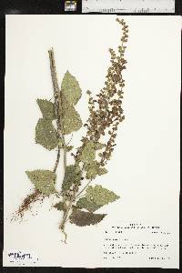 Scutellaria ovata image