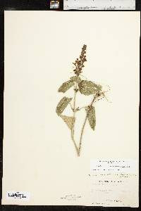 Scutellaria ovata image