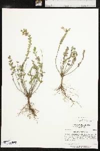 Scutellaria resinosa image