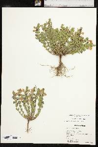 Scutellaria resinosa image