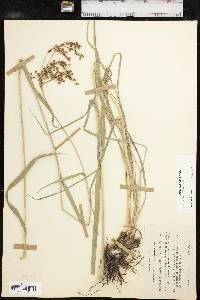 Scirpus pendulus image