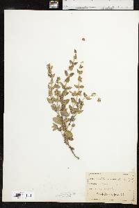 Scutellaria parvula var. parvula image