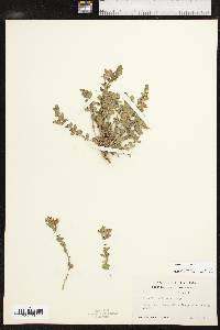 Scutellaria resinosa image