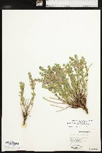 Scutellaria resinosa image