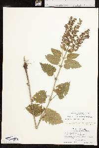 Scutellaria ovata image