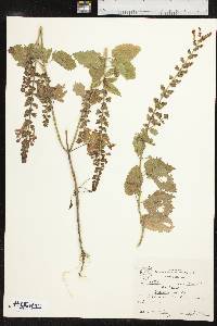 Scutellaria ovata image