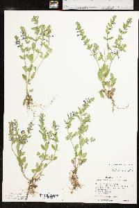 Scutellaria drummondii image