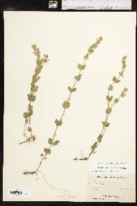 Scutellaria parvula var. australis image