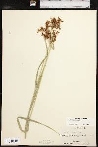 Scirpus pendulus image