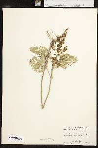 Scutellaria ovata image